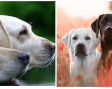 Hunde. Quelle: Screenshot