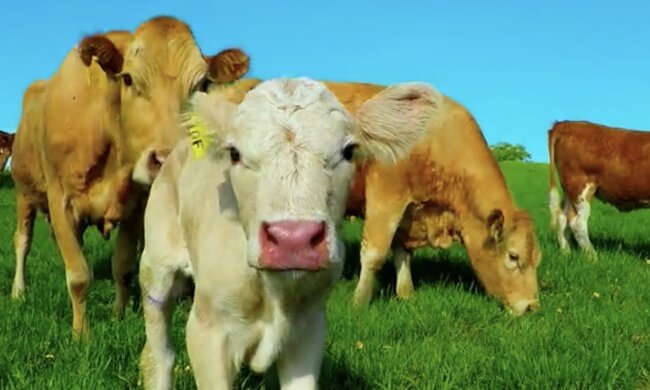Kühe. Quelle: Screenshot YouTube