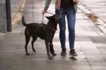 Schäferhund. Quelle: Youtube Screenshot