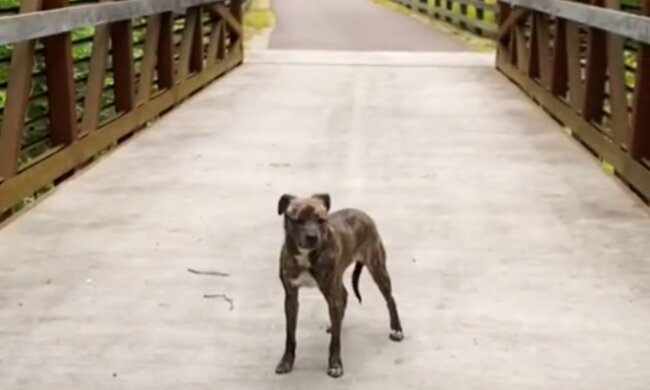 Streunender Hund. Quelle: Screenshot Youtube