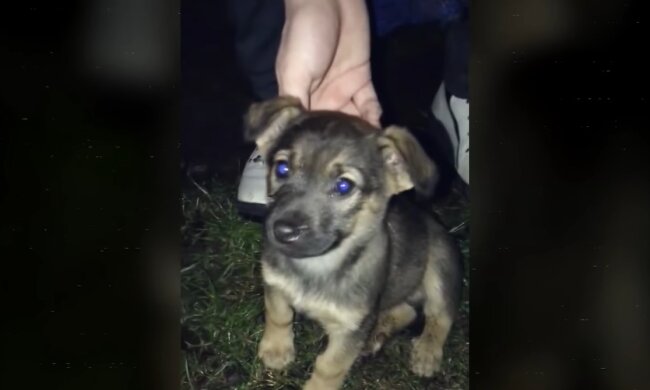 Welpe. Quelle: Youtube Screenshot