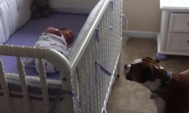 Säugling und Hund. Quelle: apost.com