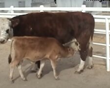 Die gerettete Kuh hörte nicht auf zu weinen, bis sie ihr Baby sah