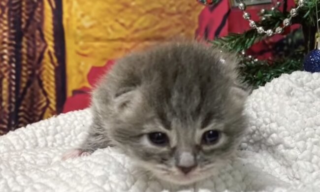 Minka. Quelle: Screenshot YouTube
