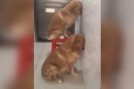 Hunde. Quelle: Youtube Screenshot