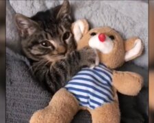 Babykatze. Quelle: Youtube Screenshot