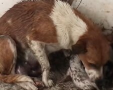 Hund hält die Welpen warm. Quelle: YouTube Screenshot