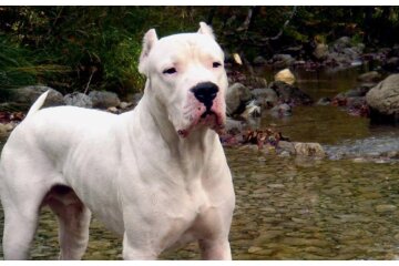 Dogo Argentino. Quelle: animalchannel.com