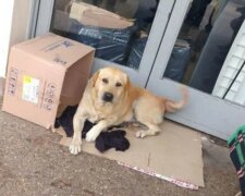 “Er wird sicher wieder hierher kommen”: Ein treuer Hund saß eine Woche lang an der Tür des Krankenhauses und wartete auf den Besitzer