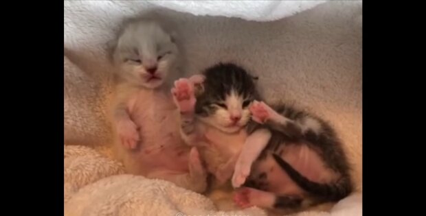 Neugeborene Kätzchen. Quelle: Youtube Screenshot