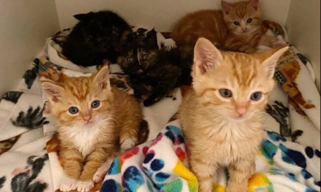 Ein neues Leben: Eine Frau hat sieben streunende Kätzchen von der Straße in ihre Familie aufgenommen