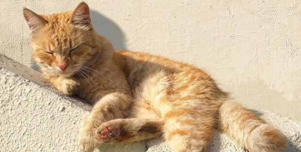 Der Besitzer von 110 Katzen wurde aus der Wohnung vertrieben: jetzt suchen Freiwillige nach einem Haus