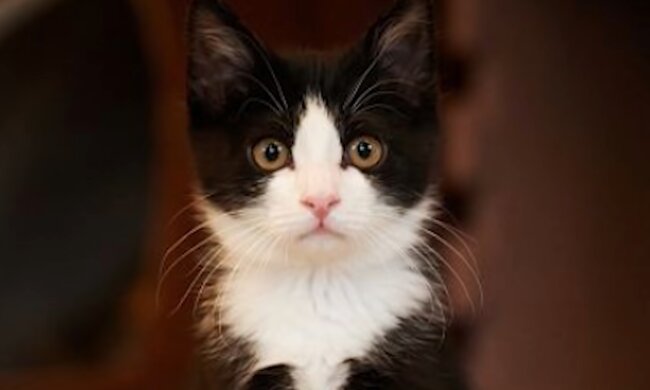 Kätzchen. Quelle: Screenshot Youtube