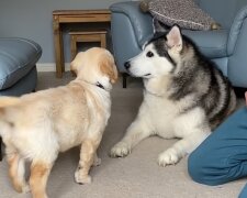 Husky und Labrador. Quelle: YouTube Screenshot