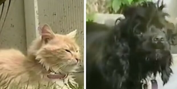 Stärke des mütterlichen Instinkts: Eine Katze entführte benachbarte Welpen, um sich um sie zu kümmern