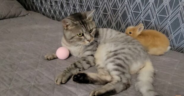 Kaninchen und Katze. Quelle: Youtube Screenshot
