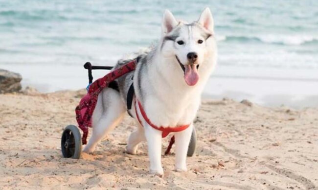 Wie der Husky ohne Hinterbeine zum glücklichsten Hund geworden ist