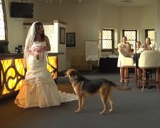 Eine Hochzeit mit Hunden. Quelle: Youtube Screenshot