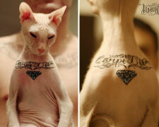 Der Russe machte seiner Katze mehrere Gefängnis-Tattoos: Viele sind empört, aber es gibt Fans