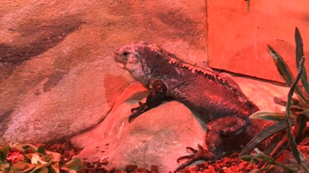 Riesiges 139 Millionen Jahre altes schwangeres Reptil mit Babys im Bauch ausgegraben, Details