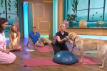 Hunde im Yoga-Studio verboten. Quelle: Youtube Screenshot