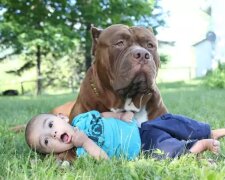 Der Pitbull eilte zu dem Kind, die Mutter hatte Angst, aber es stellte sich heraus, dass der Hund das Baby auf diese Weise rettete