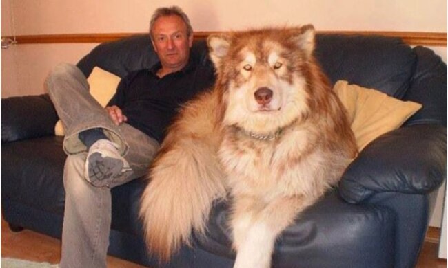 Der Hund war so groß wie ein Bär geworden: Es reichte, nach draußen zu schauen, damit die Wölfe weggingen und nicht wiederkamen