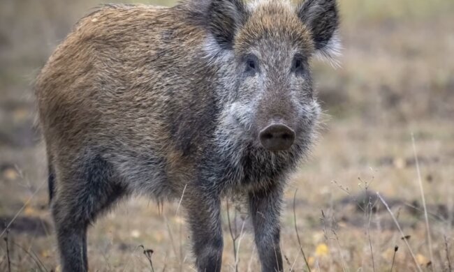 Oma fütterte das Wildschwein viele jahrelang, und einige Jahre später bedankte es sich für ihre Güte