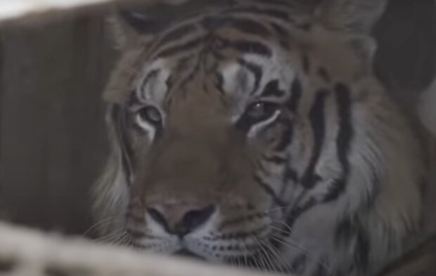 Tiger  in Gefangenschaft, Quelle: Screenshot YouTube