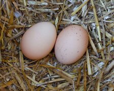 Ein Mann legte heimlich ein Hühnerei zu dem Adler und beobachtete die Reaktion des Vogels, als ein Küken schlüpfte