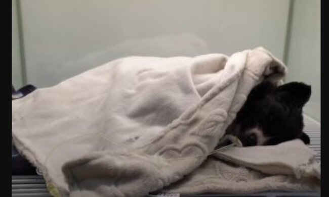 Welpe. Quelle: Youtube Screenshot