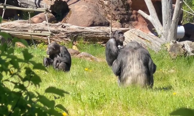 Schimpanse. Quelle: Youtube Screenshot