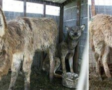 Um den gefangenen Wolf zu füttern, legten die Besitzer einen alten Esel in den Käfig und Tiere freundeten sich an