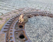 In Deutschland blieb eine Ratte in einer Luke stecken: Ohne die Hilfe von Feuerwehrleuten konnte sie nicht zurechtkommen