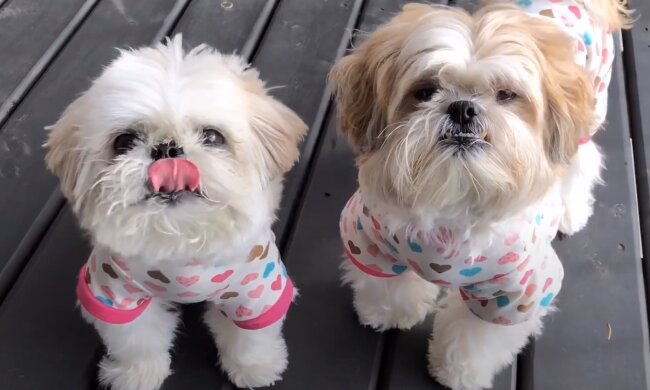 Zwei beste Freunde. Quelle: Screenshot YouTube