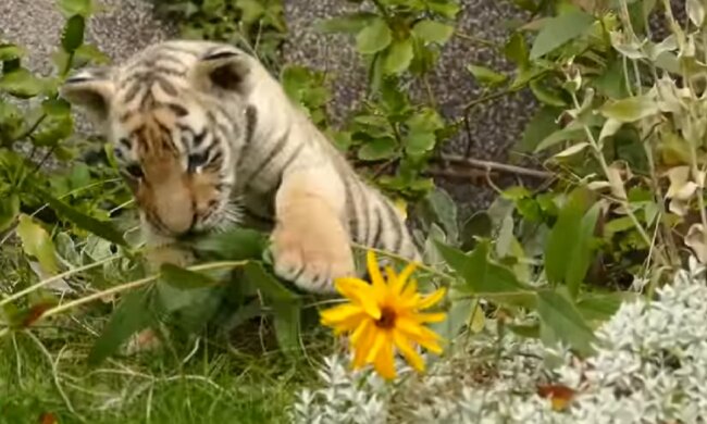 Alles Gute zum Geburtstag: Seltene goldene Tigerbabys wurden in China geboren