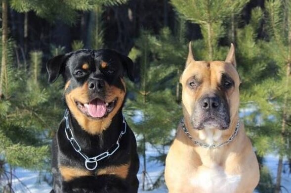 Wie diese Hunde zu zwei fürsorglichen Vätern wurden