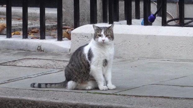 Katze auf der Straße. Quelle: YouTube Screenshot
