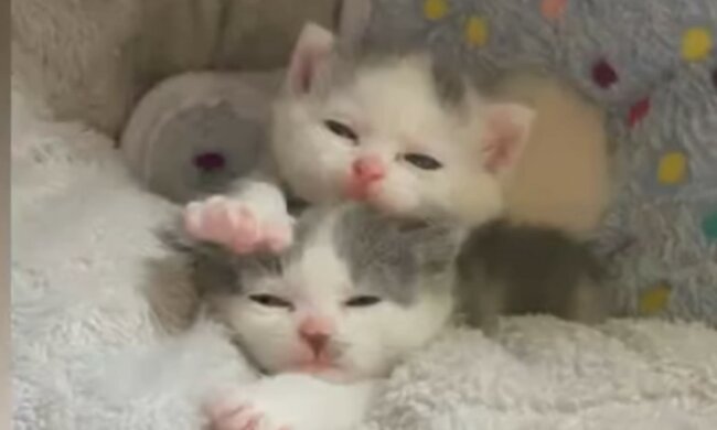 Tiere haben auch zarte Gefühle. Quelle: Screenshot YouTube