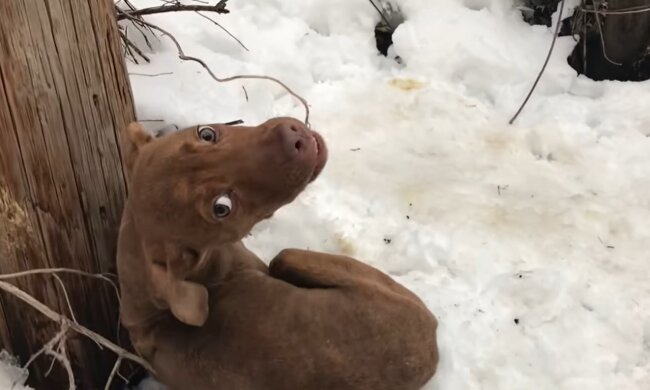 Pitbull. Quelle: Youtube Screenshot