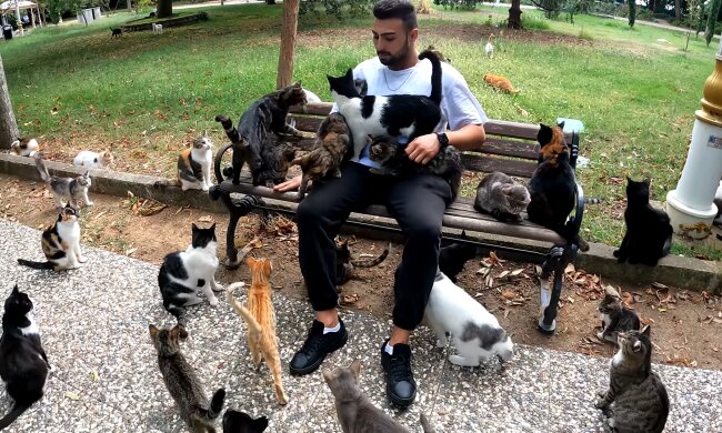 „Straßenkatzen statt Freunde“: Warum ein Rumäne Tiere den Menschen vorzieht