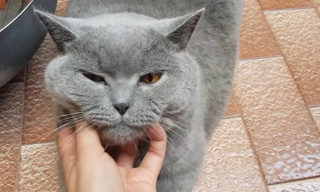 Der Kater. Quelle: Youtube Screenshot