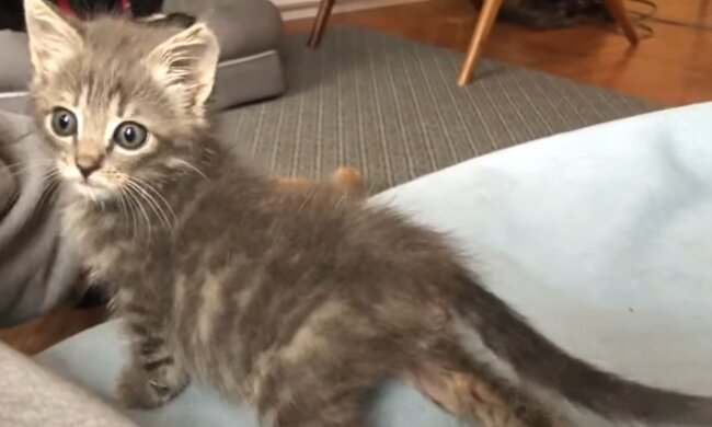 Tilly. Quelle: YouTube Screenshot