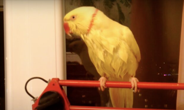 Papagei. Quelle: Screenshot YouTube