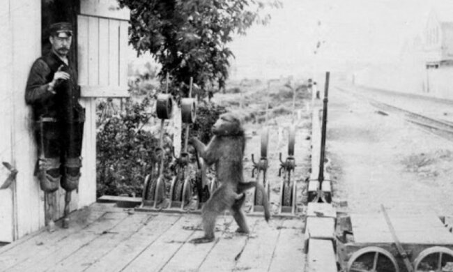 Irrte sich nie: wie der Babuin Jack als Eisenbahningenieur arbeitete