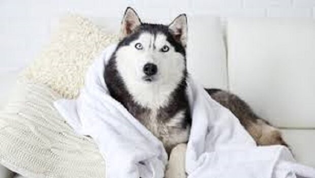 Ein erwachsener Husky versuchte im Waschbecken zu baden und vergaß, dass er kein Welpe mehr ist