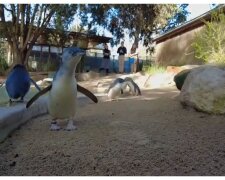 Australiens ältester Pinguin zieht immer noch Küken auf