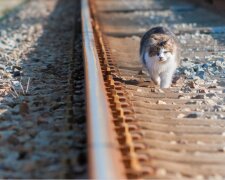 Keine Verspätung: Seit einigen Jahren kommt die Katze zum Bahnsteig und wartet darauf, dass der Zug jeden Abend ankommt
