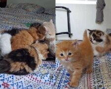 Katze-Mutter und Kätzchen. Quelle: Screenshot