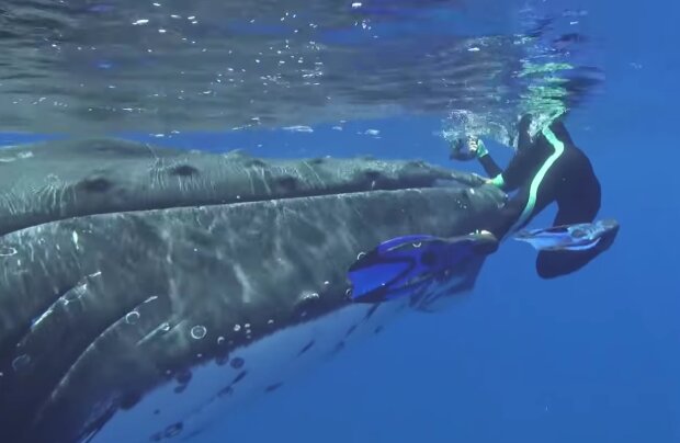 3-Meter-Hai schwamm auf Taucherin zu: Buckelwal verteidigte die Frau, Details